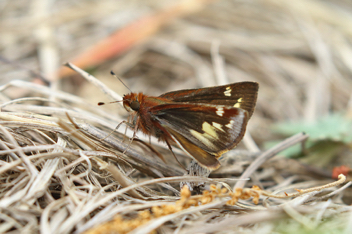 Zabulon Skipper female